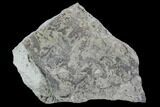 Plate Of Silurian Fossil Algae (Leveillites) - Estonia #102645-1